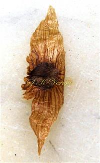  Seed